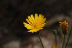 Twoflower dwarfdandelion